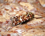 Tephronia