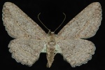 Anavitrinella