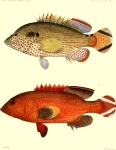 Urodeta