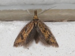 Aplota
