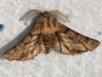 Apochima