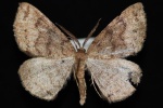 Apodrepanulatrix