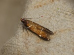 Argolamprotes