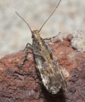 Aristotelia