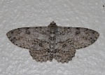 Ascotis
