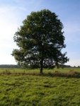 Dendrophilia