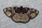 Astygisa