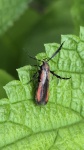 Atkinsonia