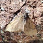 Autotrichia heterogynoides