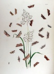 Cheimophila