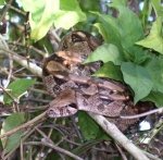 Orophia