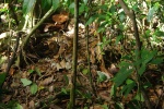 Cephalispheira