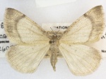 Sericosema