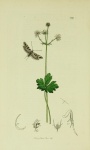 Prolita