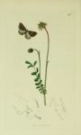 Aleucis