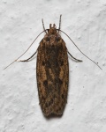 Hofmannophila