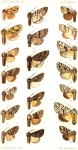 Gypsochroa