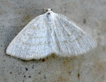 Cabera