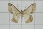 Calletaera