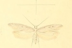 Caulastrocecis