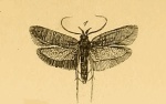 Ceuthomadarus
