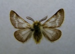 Chondrosoma