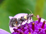 Chrysoesthia