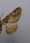 Cleora