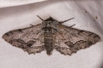 Cochisea