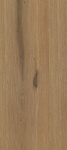Pycnoneura