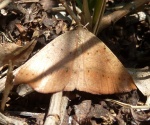 Conolophia