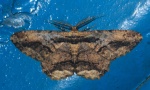 Coremecis