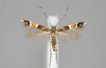 Cosmopterix