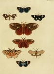 Craspedosis