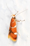 Promalactis