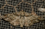 Omphalucha