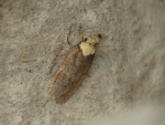 Depressaria