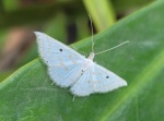 Derambila