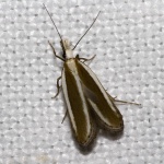 Подсемейство: Dichomeridinae

	Acanthophila