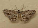 Didymoctenia