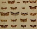 Xystophora