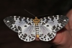 Dilophodes