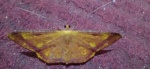 Eumelea