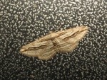 Ecleora