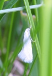 Elachista