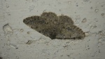 Elophos andereggaria