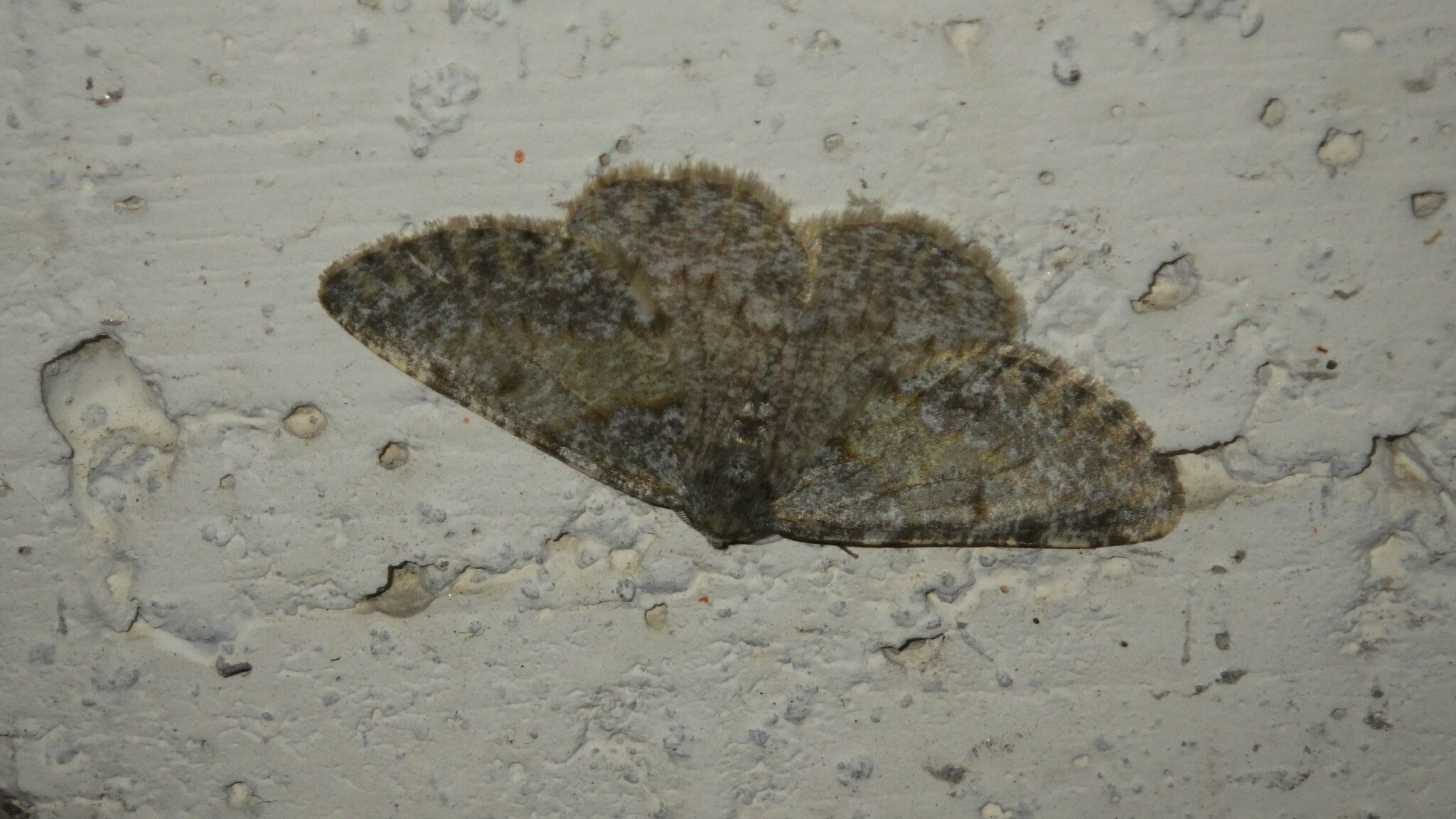 Elophos andereggaria