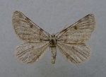 Elophos caelibaria