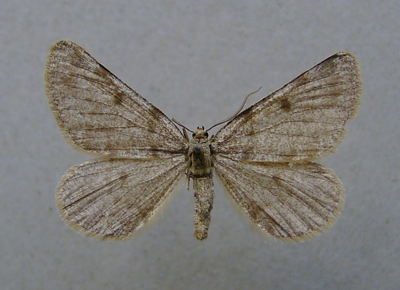 Elophos caelibaria
