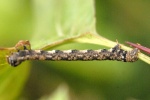 Epirranthis